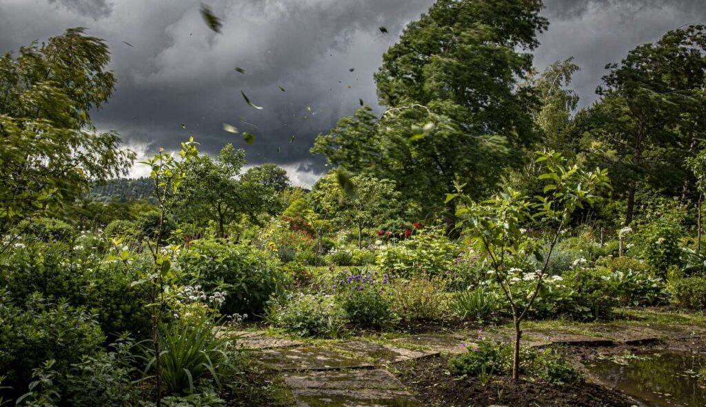 With a Storm Approaching: How to Protect Your Plants in an Emergency