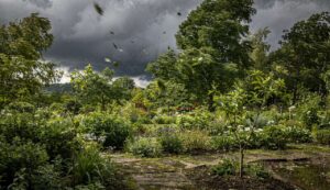 With a Storm Approaching: How to Protect Your Plants in an Emergency